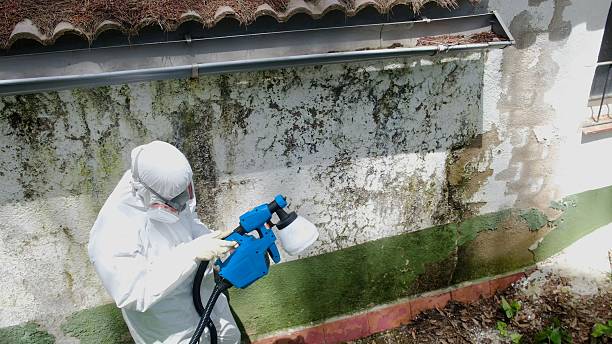 Trusted Mold Inspection service in Enola, PA - Cheap Mold Removal